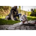 Pluszowy pies husky | Trooper HE692-19