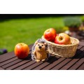 Pluszowy jeż | Spiky HE762-19