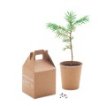 Nasiona sosny, torf, doniczka GROWTREE™