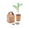 Nasiona sosny, torf, doniczka GROWTREE™